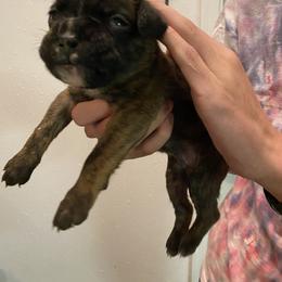 Pisces - Brindle male Boxer puppy in Custer, South Dakota from Tracy's Boxers