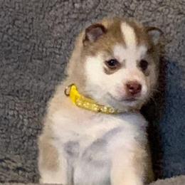 Siberian Husky Puppies from Morgan's Siberian Huskies