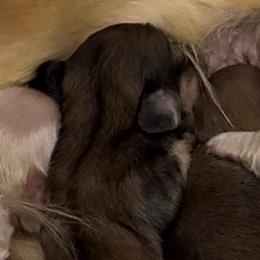 Female shaded cream - Cream female Dachshund puppy in San Diego, California from San Diego Dachshunds