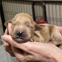 Linus (Red Collar) - Apricot male Goldendoodle puppy in Bay City, Texas from Charming Doods