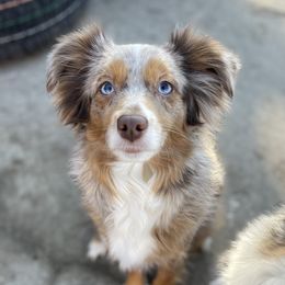 CLODAGH - Toy Australian Shepherd