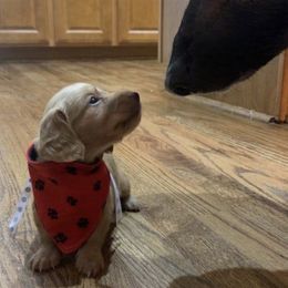 Dachshund Puppies from Misty's Dachshunds