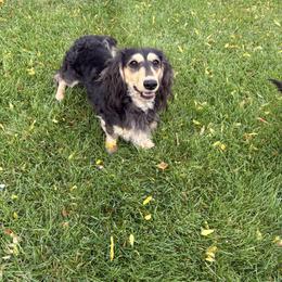 Bandit - Dachshund