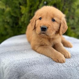 Yellow Boy - Dark golden male Golden Retriever puppy in Utah from Deseret Peak Goldens