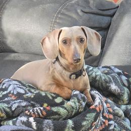 Sandi - Fawn (isabella) and tan female Dachshund puppy in Eatonville, Washington from Fritz Family Friends