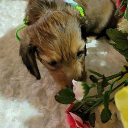 Dachshund Puppies from CLARK'S BREEDING PROGRAM
