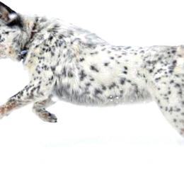 Australian Cattle Dogs from Diamond Falls Cattle Dogs