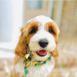 Goldendoodle Puppies from Cotton Country Doodles