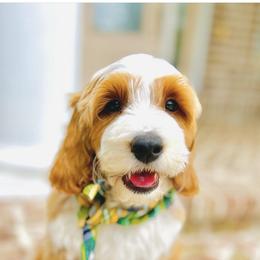 Goldendoodle Puppies from Cotton Country Doodles