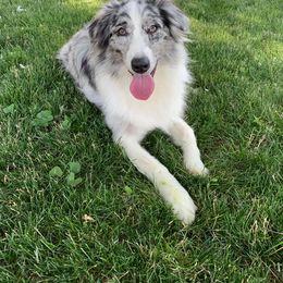 Australian Shepherd All Grown Up from Twin Lakes Ridge Farm