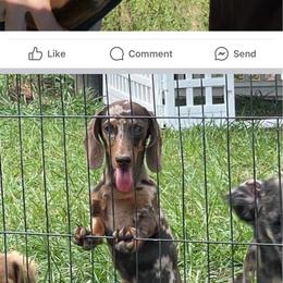 Klause - Dachshund