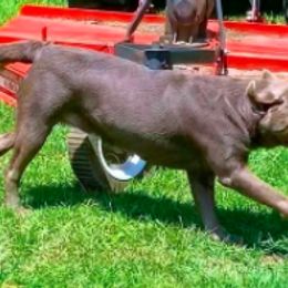 Dilute Retrievers from Sugarcreek Labs
