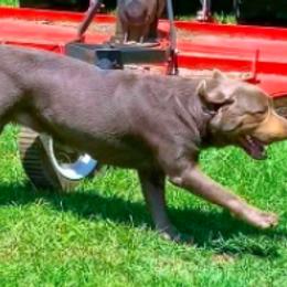 Dilute Retrievers from Sugarcreek Labs