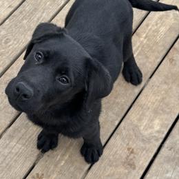 Goose - Black male Labrador Retriever puppy in Centreville, Maryland from Barbihaus Kennels