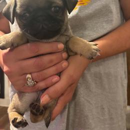 Boy 1 - Fawn male Pug puppy in Gadsden, Alabama from Gadsden Pugs