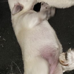 Miniature Schnauzers from Miniature Schnauzer Farm