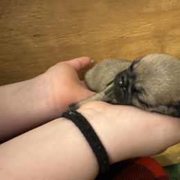 Green collar - Fawn Pug puppy in Tallapoosa, Georgia from West Georgia Pugs