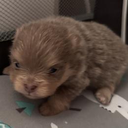 Lavender luther - Lavender male Pomeranian puppy in Fayetteville, North Carolina from Tar-heel Poms