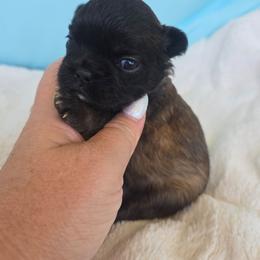 Freya - Fawn female French Bulldog puppy in West Haven, Utah from Doxie Trails LLC