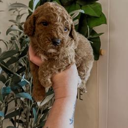 Blue Bonnet (Our Lone Star State litter) - Red  female Goldendoodle puppy in Hopkins County, Texas from Boutique Doodles