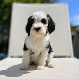 Dublin - Black and white female Sheepadoodle puppy in Rocky Point, North Carolina from CelticDoods