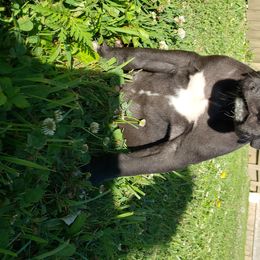 Great Dane Puppies from Gentle Giants of Tennessee Great Danes