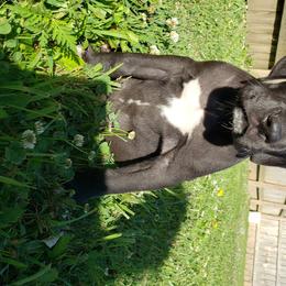 Great Dane Puppies from Gentle Giants of Tennessee Great Danes