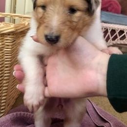 Collies from Brave Heart Collies