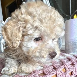 Sofia - Cream female Maltipoo puppy in Hephzibah ( Richmond County ), Georgia from Healing Pawz LLC