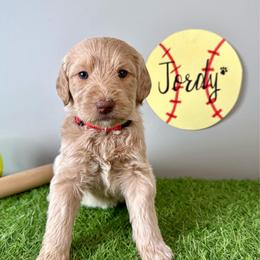 Jordy - Apricot female Labradoodle puppy in Adams, Nebraska from Boxcar Doodles and Poodles