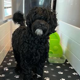 Fallout - Portuguese Water Dog