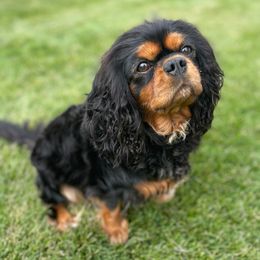 Cavalier King Charles Spaniel puppies from Sarah's Cavachons & Cavalier King Charles Spaniels