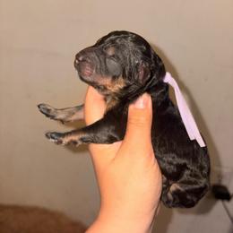 Perseus - Phantom male Poodle puppy in Toledo, Ohio from Exquisite Dalmatians & Standard Poodles