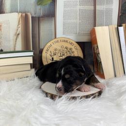Fable - Black tri-color female Australian Shepherd puppy in Fredericksburg, Virginia from Cooper Ridge Aussies