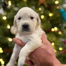 Charizard - Orange - Golden male Golden Retriever puppy in Salt Lake City, Utah from Soaring golden retrievers