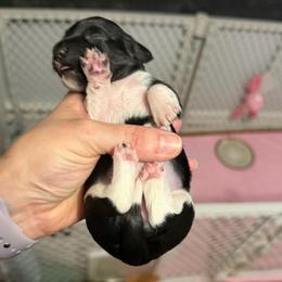 Tyche Female 2 AKC - Black female Dachshund puppy in Erie, Michigan from Champagne’s Grinch Toe’d Dachshunds
