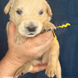 RE- a drop of golden sun (yellow) - Light golden female Golden Retriever puppy in Argyle, Texas from Skarlotte Goldens, LLC