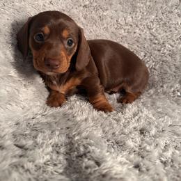 Rhea - Chocolate and tan female Dachshund puppy in Petersburg, Virginia from Doting on Dachshunds