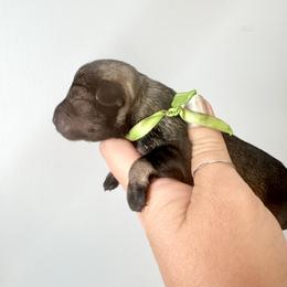 Lime Ribbon Boy - Salt and pepper female Miniature Schnauzer puppy in Floyd, Virginia from Little River Puppies