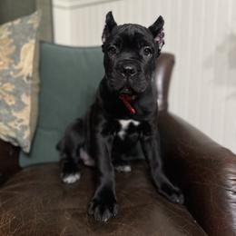 Red - Black female Cane Corso puppy in Norwalk, California from Gaxx Corsos