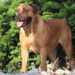 GRACEFUL - Boerboel