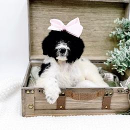 Girl 4 - female Bernedoodle puppy in Statesville, North Carolina from Doodle Babies
