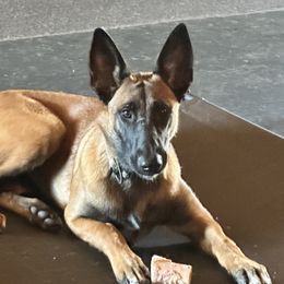 RIOT - Belgian Malinois