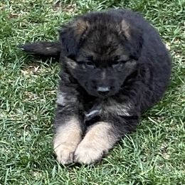 German Shepherd Puppies from Robinsons AKC German Shepherds