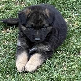 German Shepherd Puppies from Robinsons AKC German Shepherds