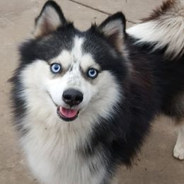 Spencer - Pomsky