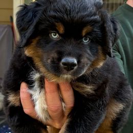 Cobalt - Black tri male Miniature Australian Shepherd puppy in Austin, Texas from Austin Aussies by Jody