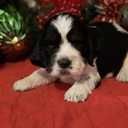 English Springer Spaniel Puppies from Powers English Springer Spaniels