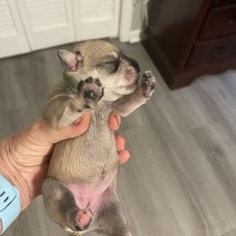 Girl 2 - Salt and pepper Miniature Schnauzer puppy in New Bern, North Carolina from DJS Delightful Miniature Schnauzers