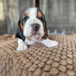 Violet - Black brown and white female Basset Hound puppy in Lone Jack, Missouri from Wee Little Bassets